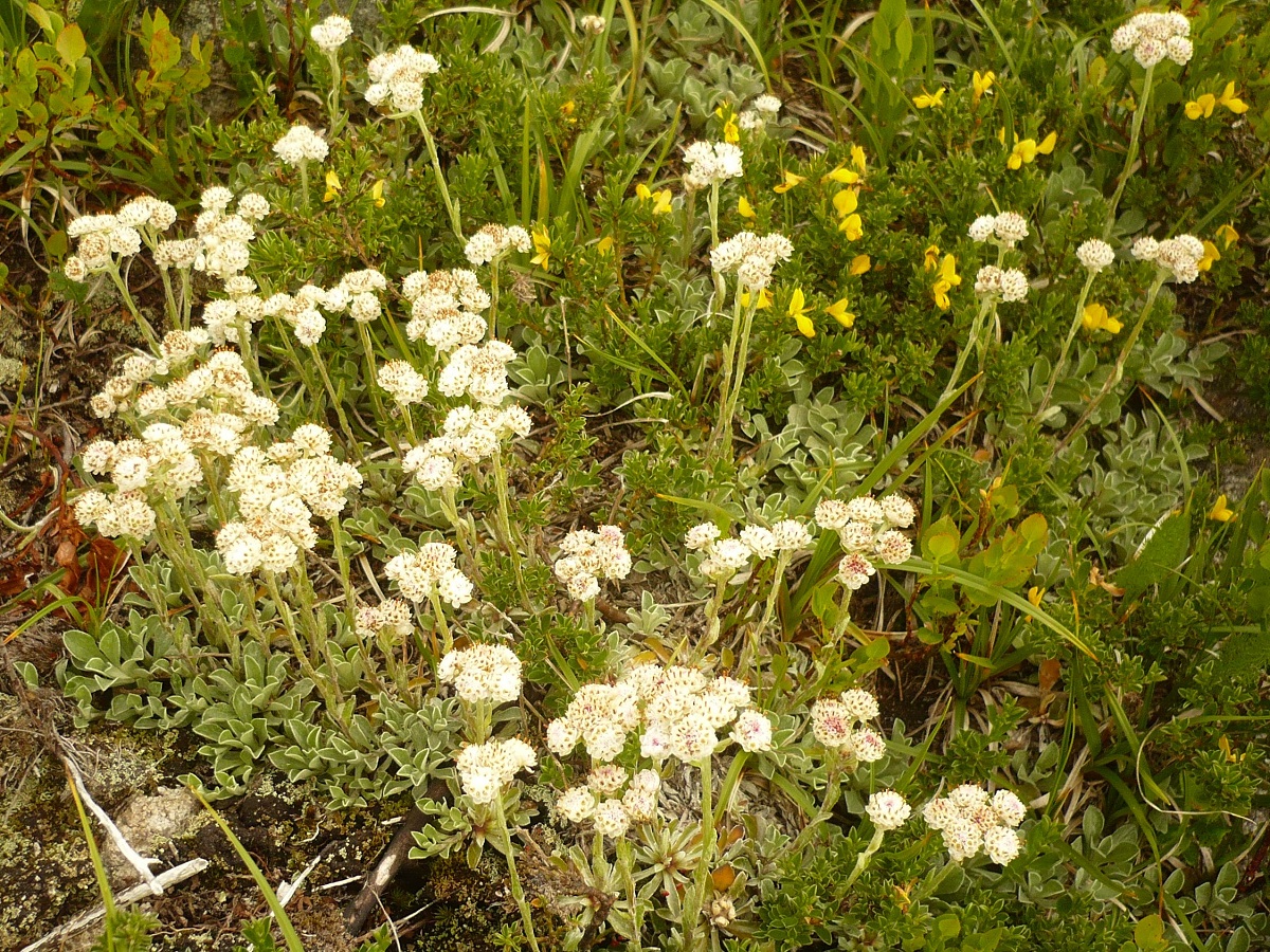 Antennaria dioica (Asteraceae)
